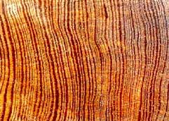 an image of tree-rings hyperlinked to the University of Tennessee's Ultimate Tree-Ring Webpages