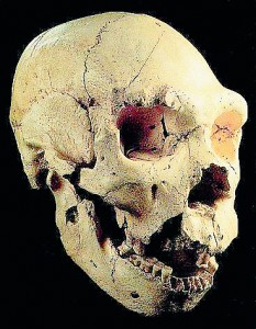 an image showing a skull found in Atapuerca in southern Spain, which is also a clickable link directly to The Olive Press story