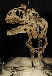 an image/link showing a skeleton of a dinosaur on display at a Tokyo museum just like the dinosaurs that were wiped out by a huge asteroid, which is also a link directly to the Yahoo  News story