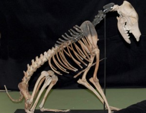 an image of the skeleton of a ship’s dog excavated from the Solent’s Mary Rose wreck site, which is also a clickable link direct to the DiverNet story
