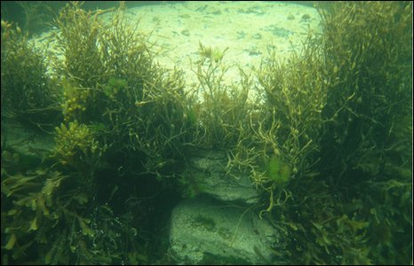 an image showing one of the many structures found submerged including this apparent table with four supports, which is also a clickable link direct to the BBC News story
