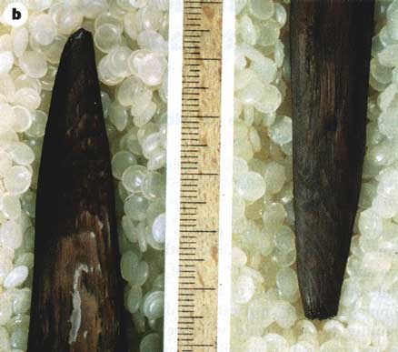 An image/link to the scientific journal, Nature, showing the tips of two of the spears