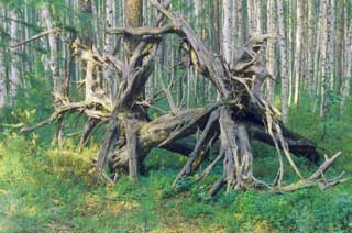 an image link to more Tunguska pictures on the conference website in Russia